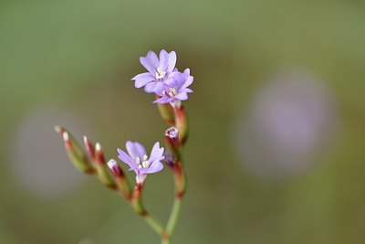 BUITEN BEELD Foto: 236972