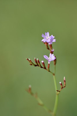 BUITEN BEELD Foto: 236973