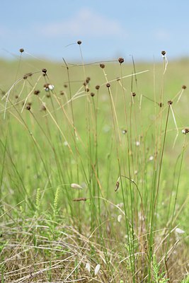 BUITEN BEELD Foto: 237039