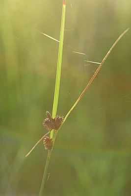 BUITEN BEELD Foto: 237085