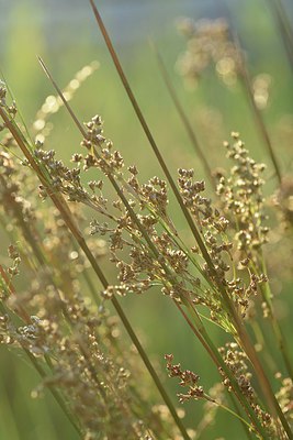 BUITEN BEELD Foto: 237086