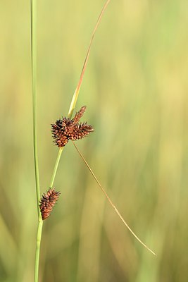 BUITEN BEELD Foto: 237088