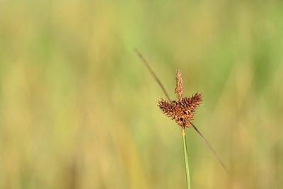 BUITEN BEELD Foto: 237089