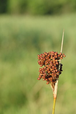 BUITEN BEELD Foto: 237092