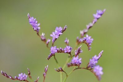 BUITEN BEELD Foto: 237113
