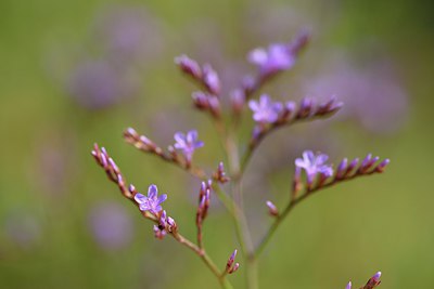 BUITEN BEELD Foto: 237116