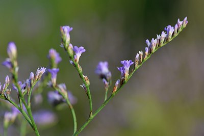 BUITEN BEELD Foto: 237117