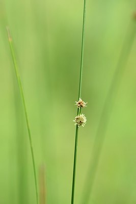 BUITEN BEELD Foto: 237158