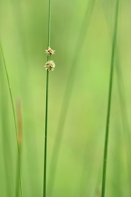 BUITEN BEELD Foto: 237159