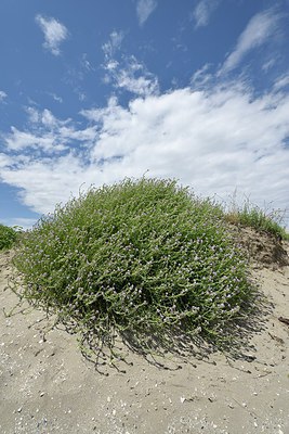 BUITEN BEELD Foto: 237172