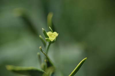 BUITEN BEELD Foto: 237186