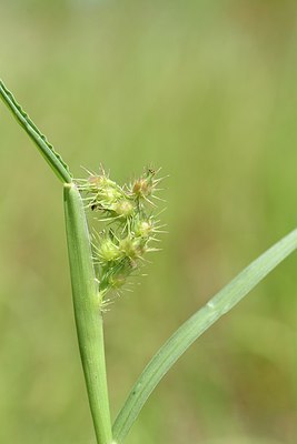 BUITEN BEELD Foto: 237188