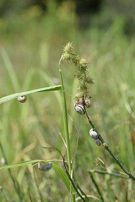 BUITEN BEELD Foto: 237190