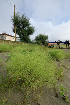 BUITEN BEELD Foto: 237200