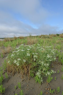 BUITEN BEELD Foto: 237202