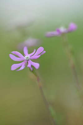 BUITEN BEELD Foto: 237219