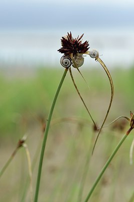 BUITEN BEELD Foto: 237237