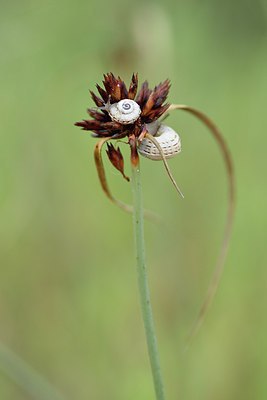 BUITEN BEELD Foto: 237238