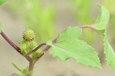 BUITEN BEELD Foto: 237242