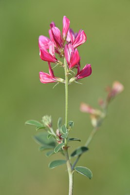 BUITEN BEELD Foto: 237292