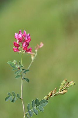 BUITEN BEELD Foto: 237294