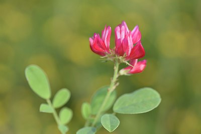 BUITEN BEELD Foto: 237303
