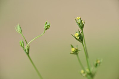 BUITEN BEELD Foto: 237330