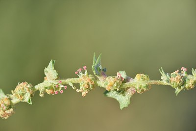 BUITEN BEELD Foto: 237335