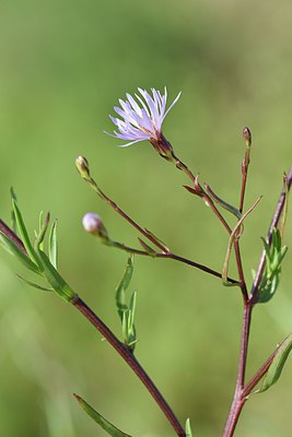 BUITEN BEELD Foto: 237349
