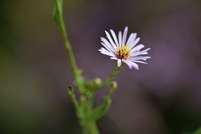 BUITEN BEELD Foto: 237352