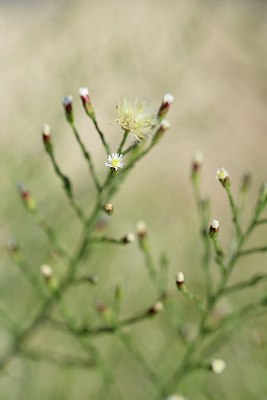 BUITEN BEELD Foto: 237362