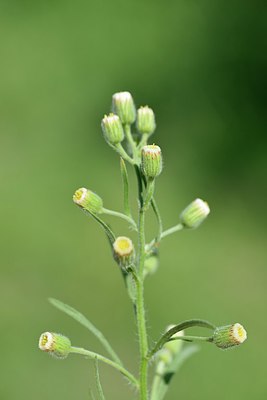 BUITEN BEELD Foto: 237367