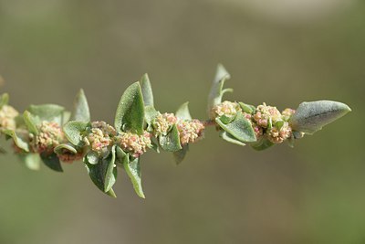 BUITEN BEELD Foto: 237370