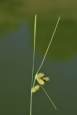BUITEN BEELD Foto: 237395