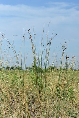 BUITEN BEELD Foto: 237404