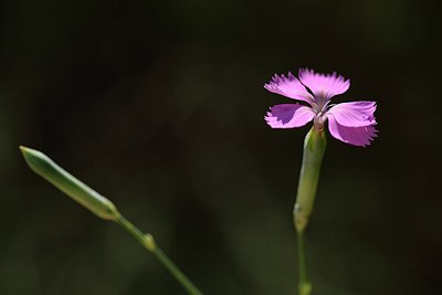 BUITEN BEELD Foto: 237423