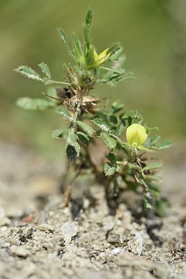 BUITEN BEELD Foto: 237426