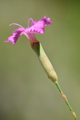BUITEN BEELD Foto: 237429