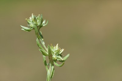 BUITEN BEELD Foto: 237444