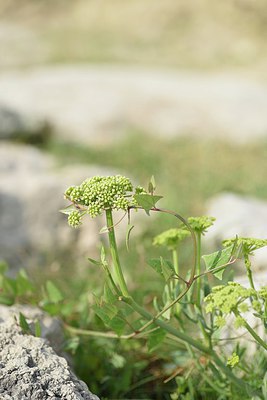 BUITEN BEELD Foto: 237496