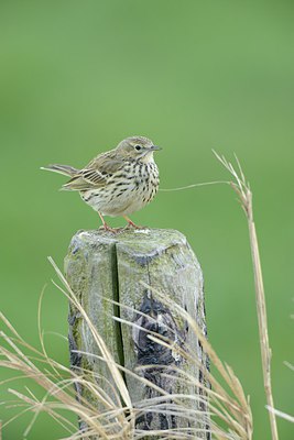 BUITEN BEELD Foto: 237535