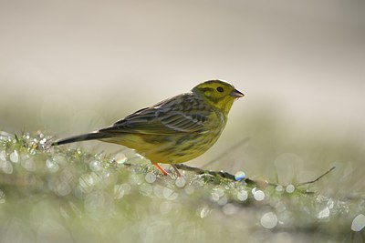 BUITEN BEELD Foto: 237536