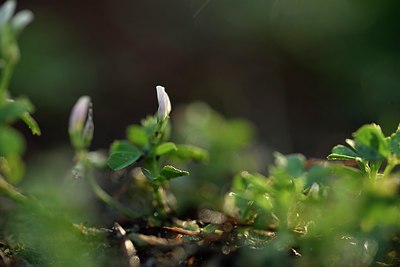BUITEN BEELD Foto: 237539