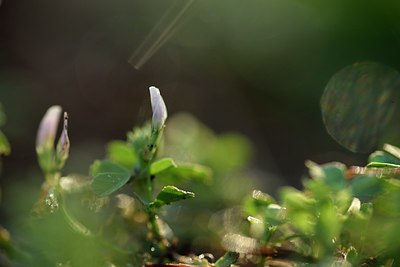 BUITEN BEELD Foto: 237540