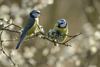 BUITEN BEELD Foto: 237542