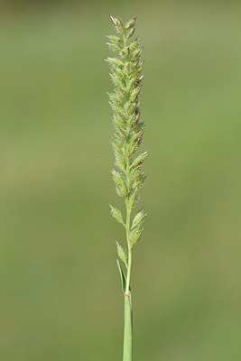 BUITEN BEELD Foto: 237551