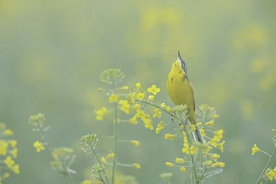 BUITEN BEELD Foto: 237574