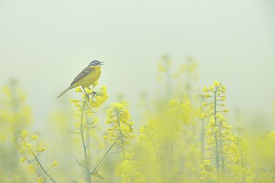 BUITEN BEELD Foto: 237577