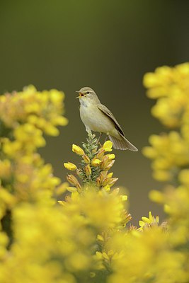 BUITEN BEELD Foto: 237595