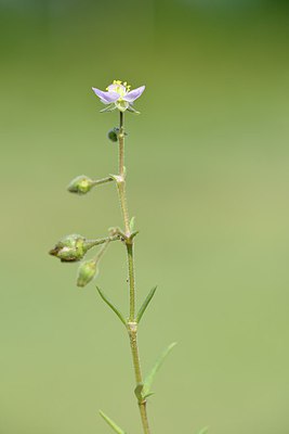 BUITEN BEELD Foto: 237597